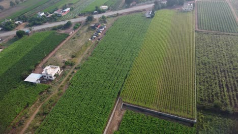Grape-vineyards-agricultural-fields,-Grape-farming-landscape