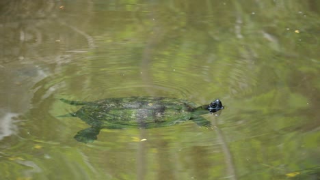 Tortuga-De-Estanque-Japonesa-Nadando-En-El-Agua-Clara-Del-Arroyo-Yangjae-En-Corea-Del-Sur