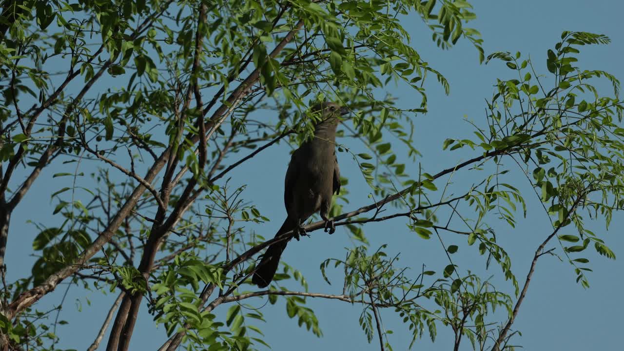 A grey go away bird sitting on a branch feeding on leaves with a blue sky as background, Greater Kruger