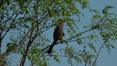 a grey go away bird sitting on a branch feeding on leaves with a blue sky as background, greater kruger
