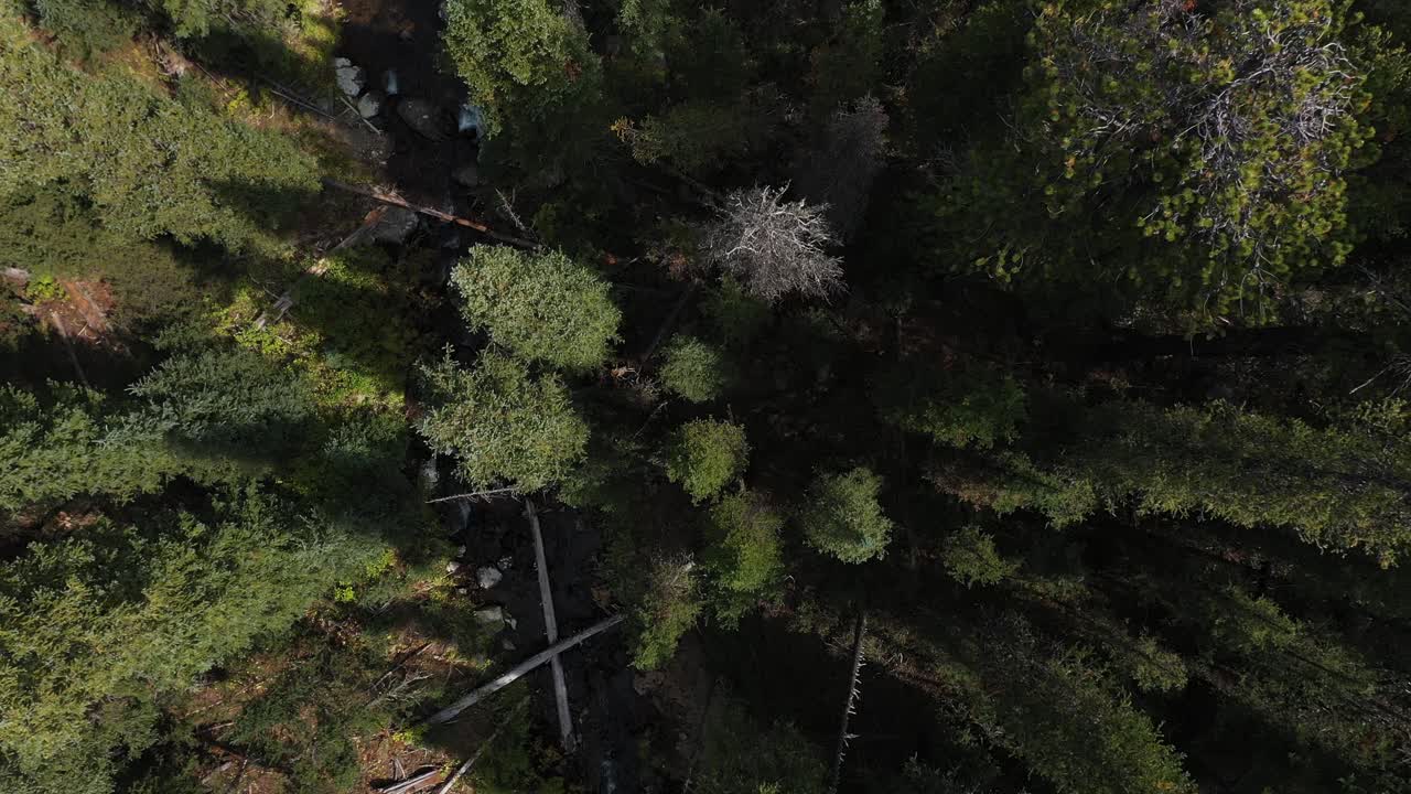 vista aérea de arriba hacia abajo del bosque de coníferas en un día soleado