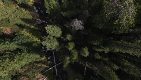 Top Down Aerial View of Conifer Forest on a Sunny Day