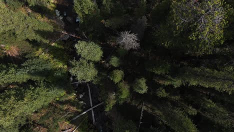 top down aerial view of conifer forest on a sunny day