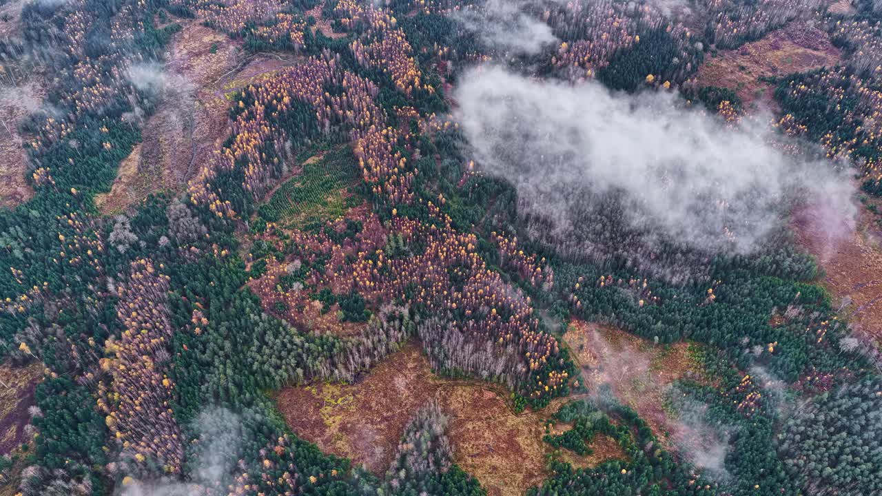 Cloudy forest timelapse with vibrant autumn colors and dreamy atmosphere