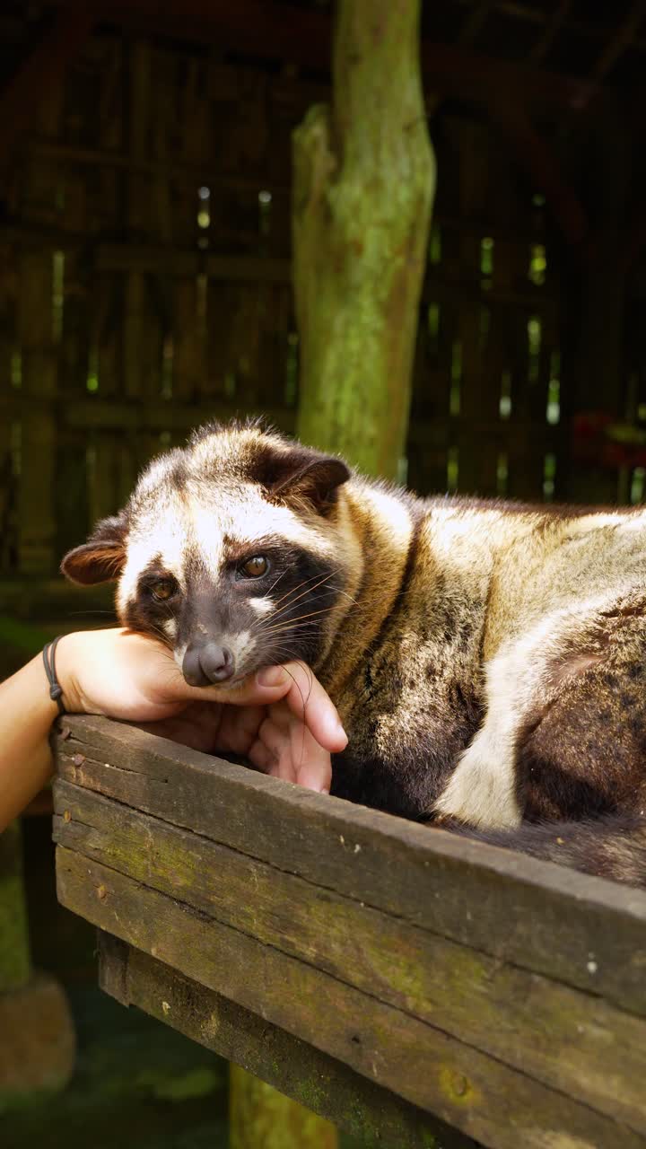 Asian palm civet rests on a wooden platform at a Luwak coffee site in Indonesia, showing the animal in close-up detail with human interaction under soft sunlight in a rustic setting