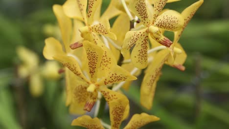 imágenes de cerca de una hermosa orquídea amarilla