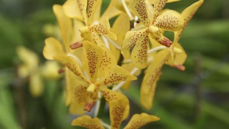 close up footage of beautiful yellow orchid