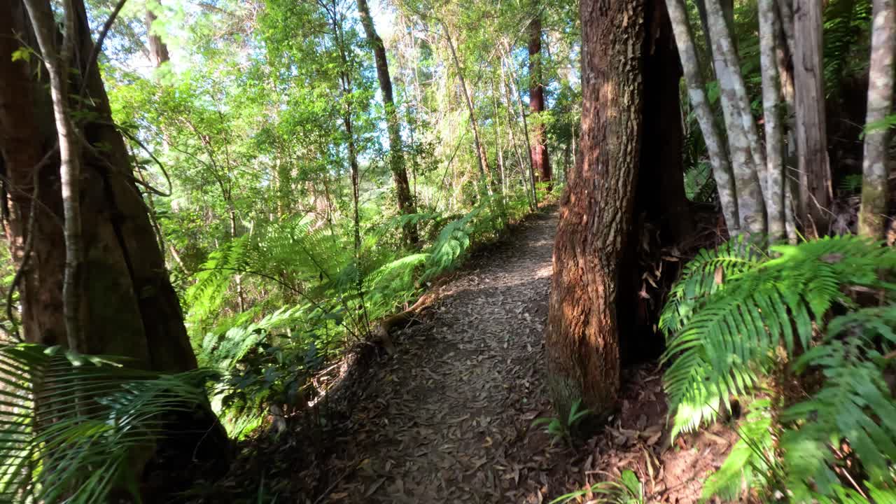 un tranquilo paseo por un camino de bosque exuberante