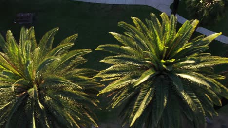 Drone-shot-top-down-view-of-multiple-palm-trees-panning-left-during-golden-sunset-hour-in-Los-Angeles,-California-park