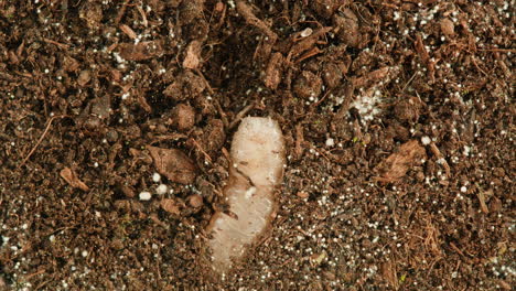 closeup of soil with worm and organic matter
