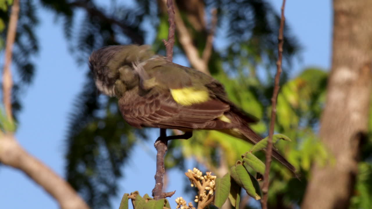 Close-up Tropical Kingbird flycatcher bird in tropical exotic rainforest jungle scene