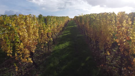 Backward-dolly-through-a-row-in-the-Riquewihr-vineyard-Riquewihr,-Alsace,-France