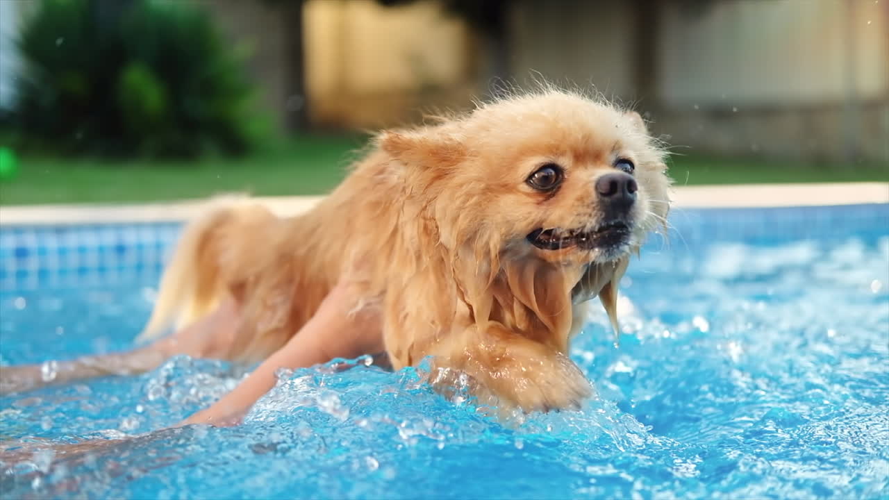 Pomeranian spitz dog swimming in a pool. Hot weather