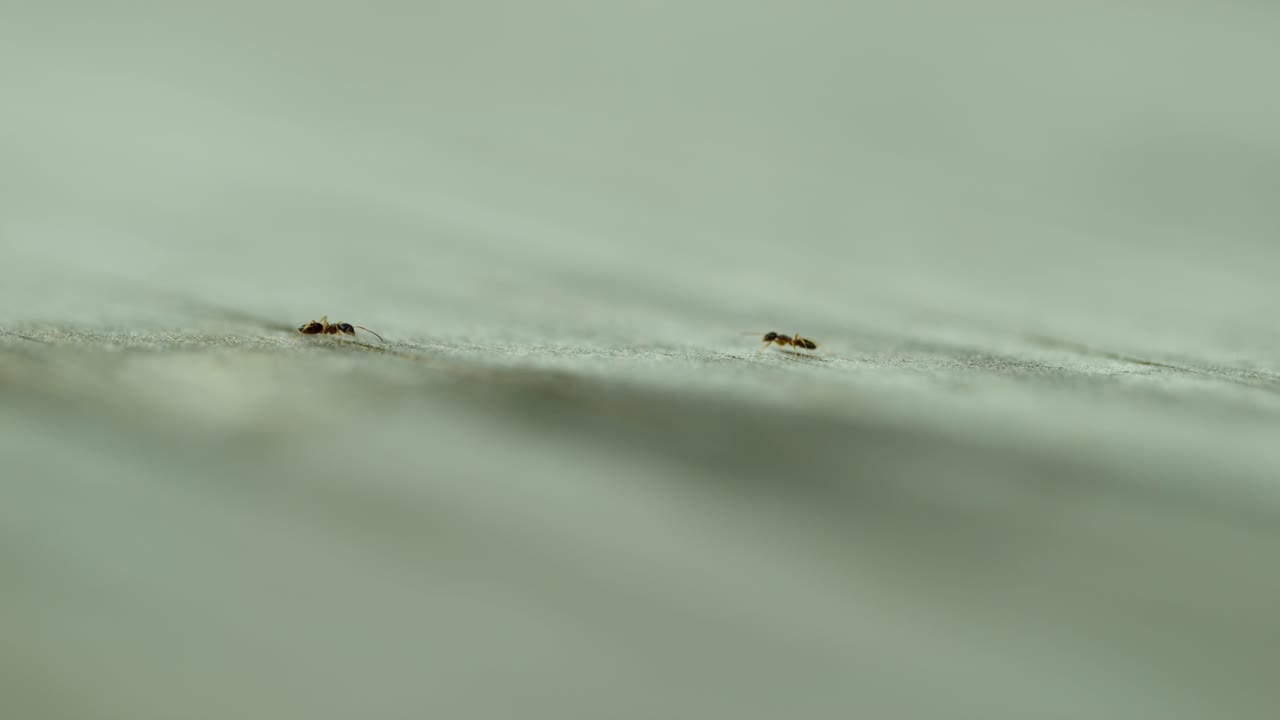 pequeñas hormigas marchan a través de una superficie lisa en un entorno natural durante las horas de luz del día