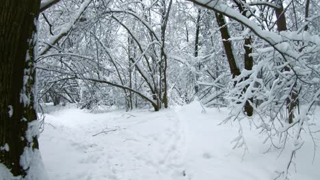 Verschneite-Äste-Im-Wald.-Wintermärchen-Hintergrund