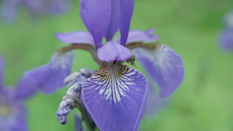 a honeybee leaving a beautiful purple iris after collecting nectar