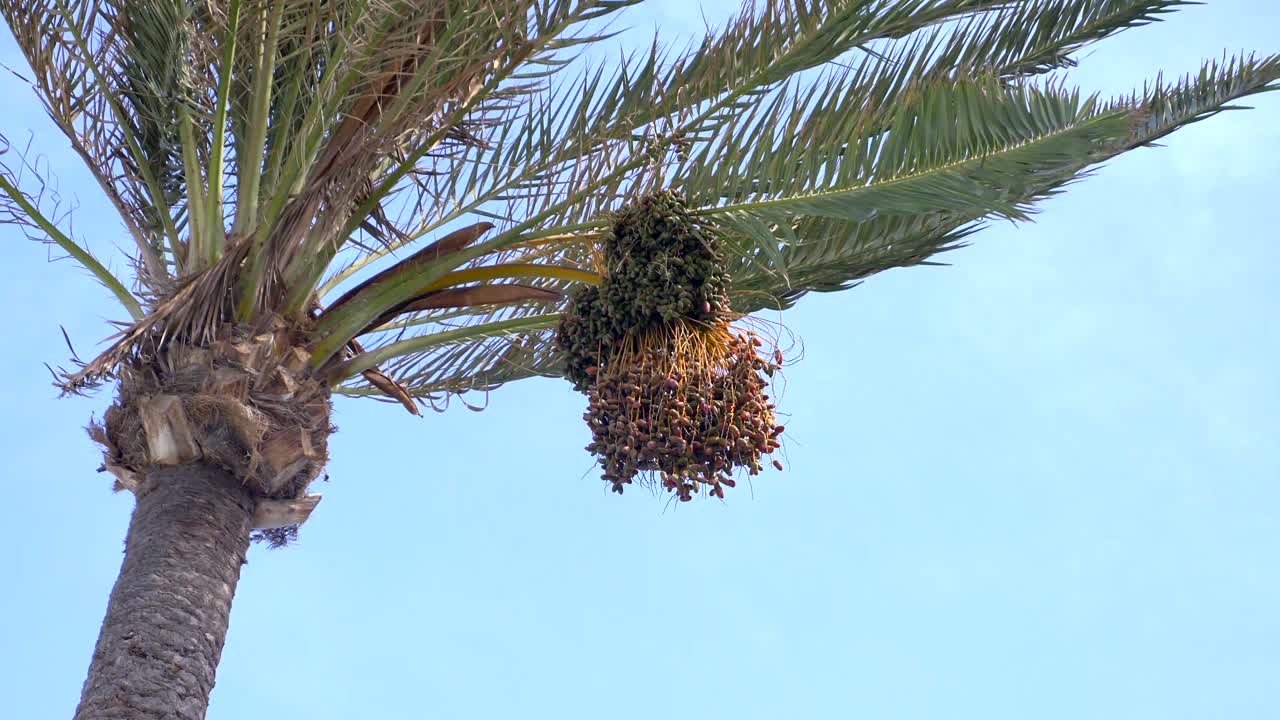 palmera con ramo de dátiles colgando en el medio del disparo