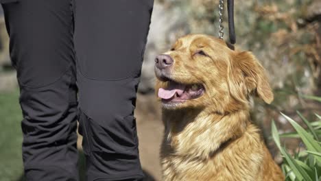 close up on happy dog on lead with view of owner lower torso in open public park