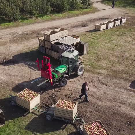 apple orchard fruit production