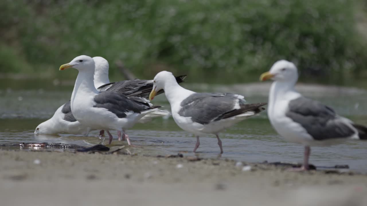 gaviotas limpiando, salpicando y bebiendo agua en la playa en cámara lenta 4k