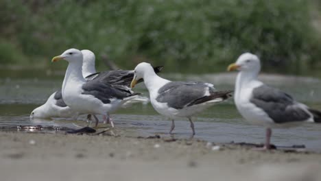 Möwen-Putzen,-Spritzen-Und-Trinken-Wasser-Am-Strand-In-Zeitlupe-4k