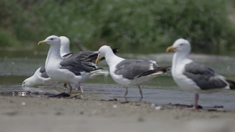 gaviotas limpiando, salpicando y bebiendo agua en la playa en cámara lenta 4k