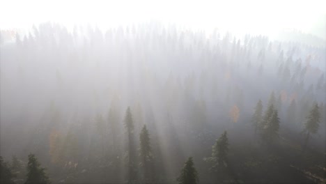 Aerial-view-of-the-beautiful-autumn-forest-at-sunset-with-green-pine-trees