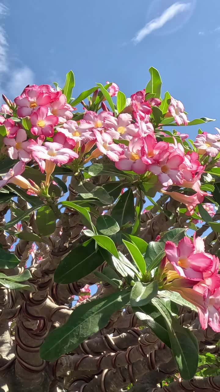 Time-lapse di fiori che sbocciano alla luce del sole.