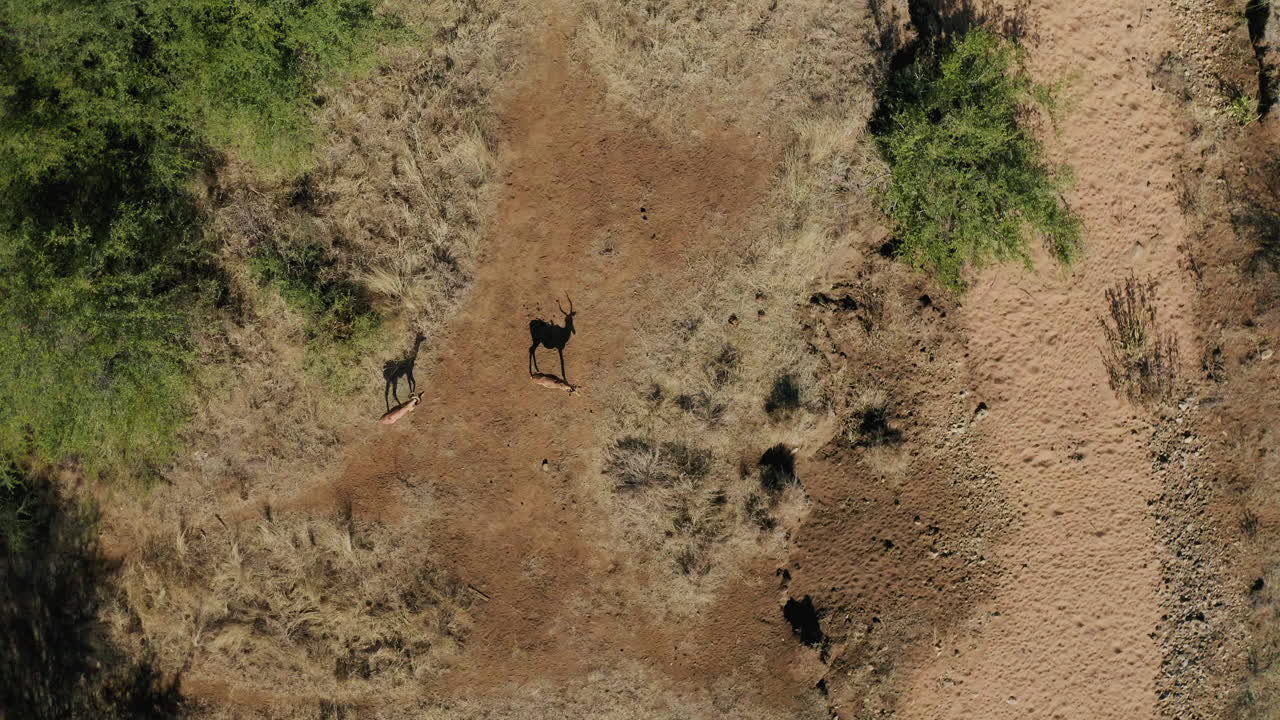 Aerial View of Impalas in the Savanna