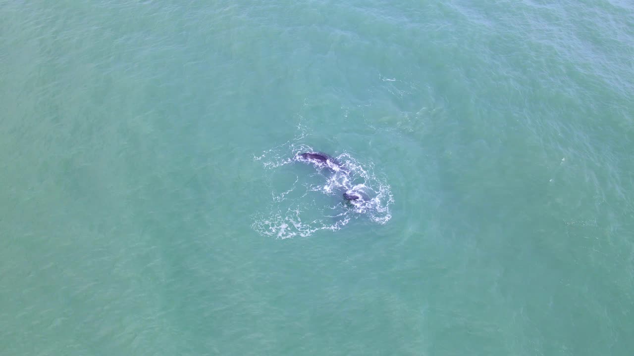 고래가 떠오르고 습한 공기를 불고 있습니다.