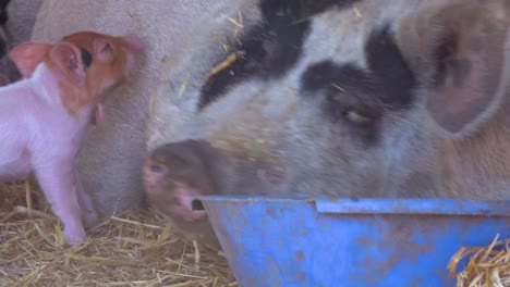 a baby piglet approaches a mother pig to nurse in this cute barnyard scene