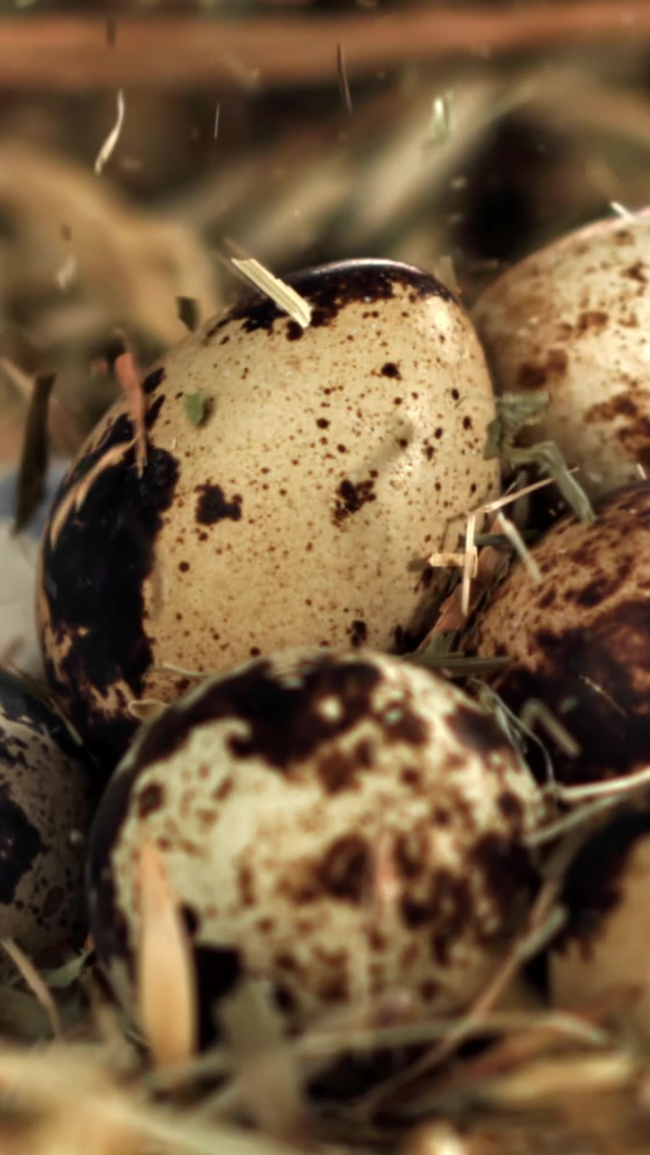 Close-up of Quail Eggs in a Nest with Falling Hay
