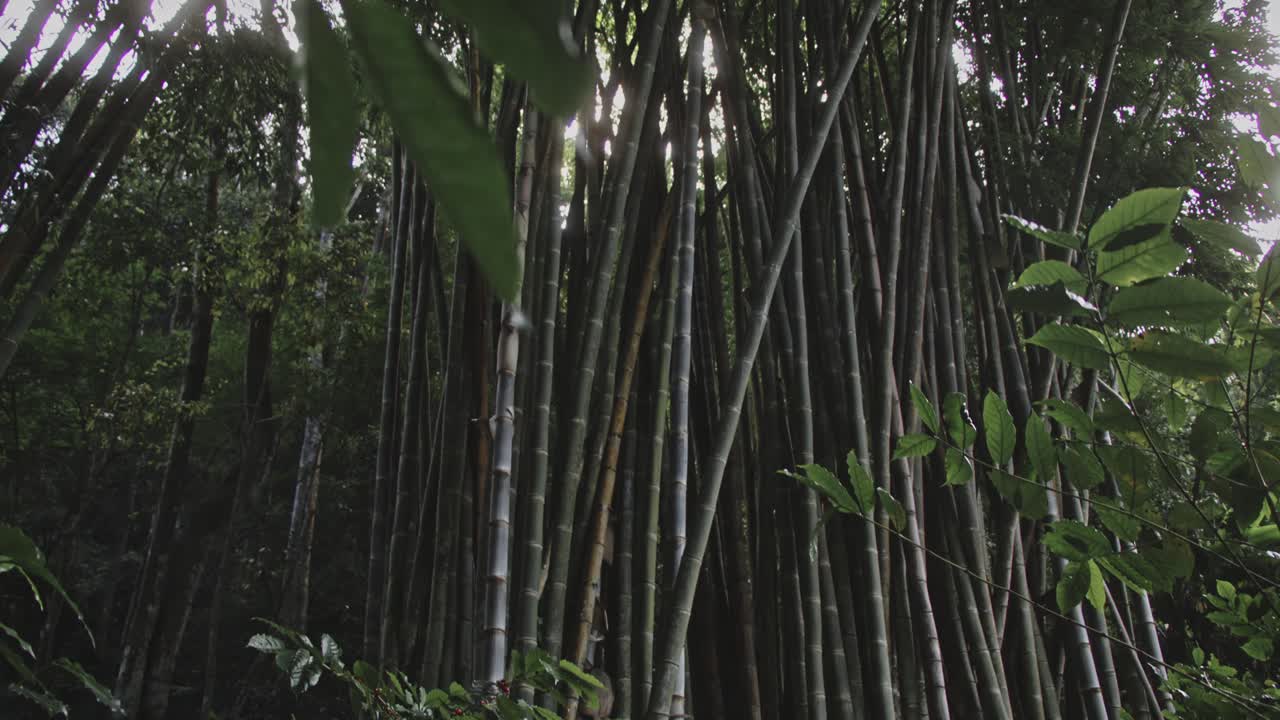 luz del sol del bosque de bambú