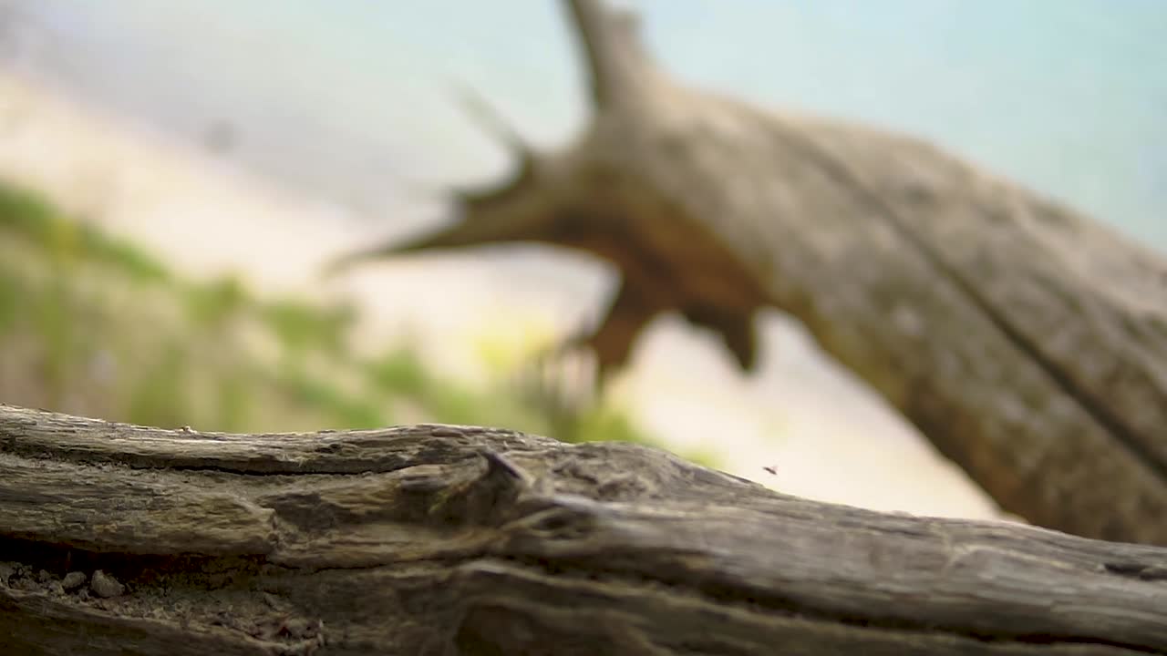 해변 기후에 부러진 나무