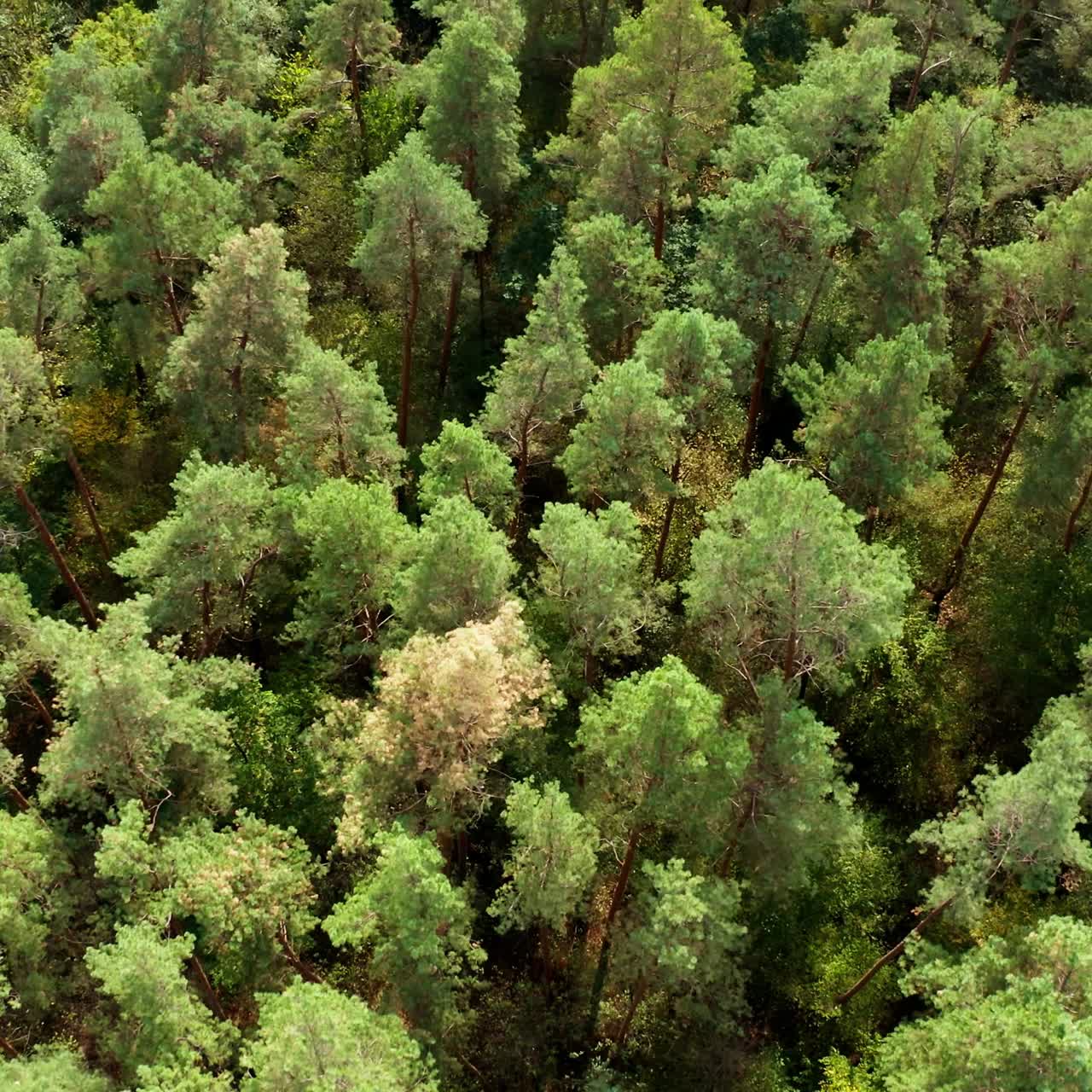 Green trees background. Beautiful summer forest. Flying over the tall pine trees in woodland. Fresh landscape. Top aerial view.