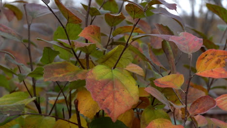 hojas de muffin viburnum azul balanceándose en la brisa de otoño en cámara lenta
