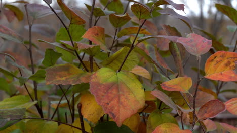 blue muffin viburnum leaves swaying in slow motion autumn breeze