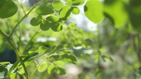 leaves of a drumstick tree sway in the breeze backlit by the sun