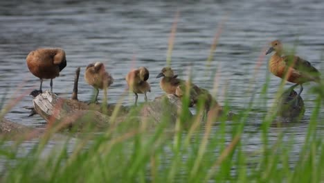 whistling duck - beautiful grass -pond