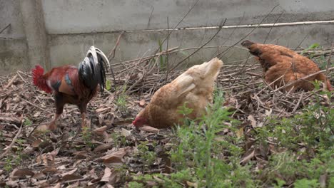 organic rooster and chickens in the backyard