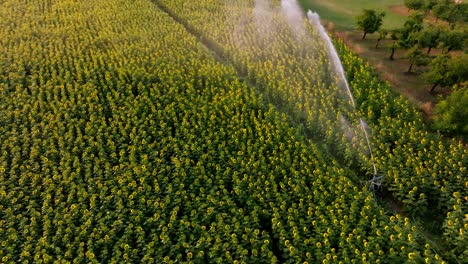 Cinematic-aerial-up-to-down-shot-of-a-large-field-of-blooming-sunflowers-with-active-irrigation-system-in-the-Dordogne-region-of-France