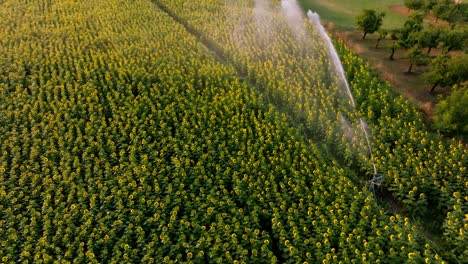 toma aérea cinematográfica de un gran campo de girasoles en flor con sistema de riego activo en la región de la dordogne en francia