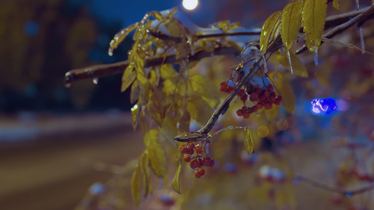 Primo piano di un ramo d'albero con bacche e foglie autunnali, illuminato da una luce dorata sotto un cielo blu intenso, con un'auto di passaggio e un edificio residenziale sullo sfondo.