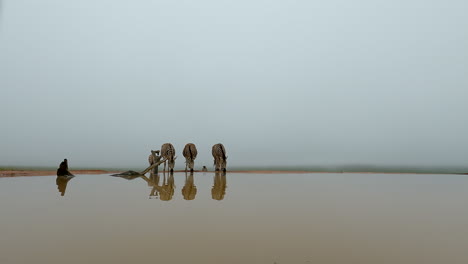 burchell's zebra drink from waterhole on overcast day, low angle with reflection