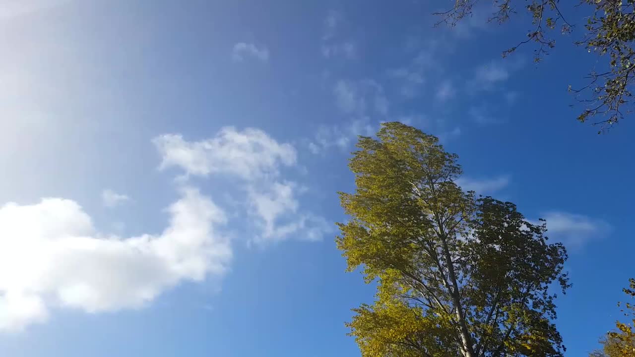 바람에 흔들리는 큰 나무