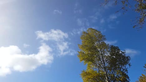 Ein-Großer-Schwankender-Baum,-Der-Im-Wind-Herumgeweht-Wird