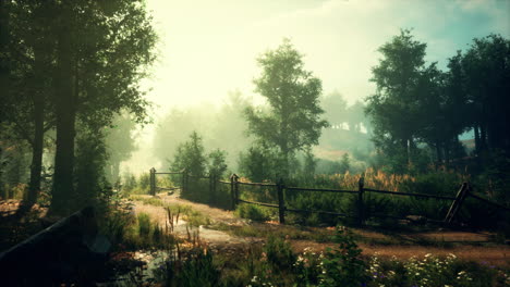 camino del bosque de niebla
