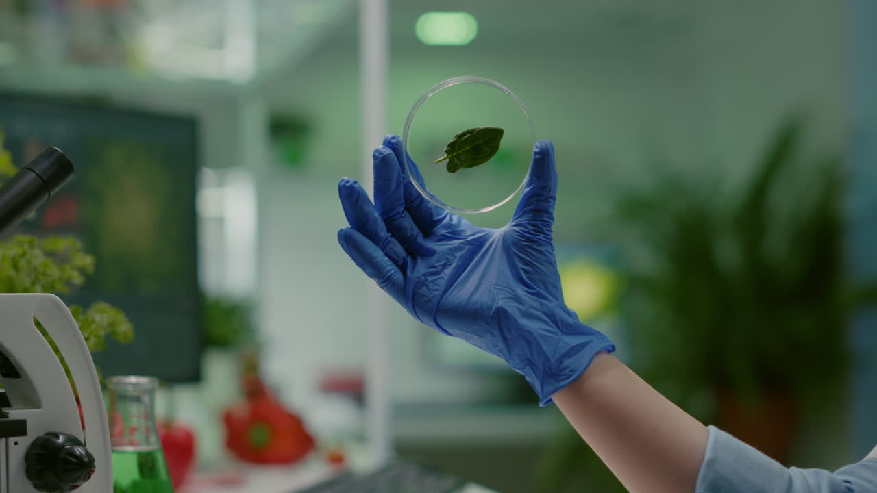 Closeup of botanist researcher holding in hands sample with green leaf