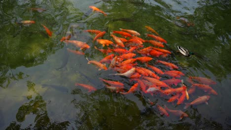 orange chinese carp fish swimming in a pond together, 4k