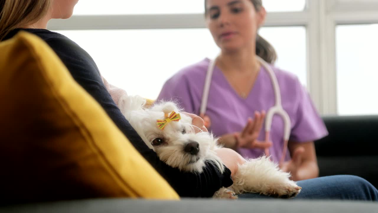 수의사와 함께 수의사 집 방문 개 소유자 및 반려동물